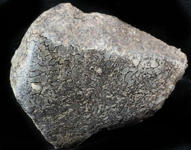 Polished Agatized Dinosaur Bone - Colorado #37280